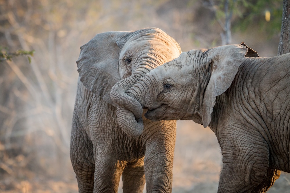 Hwange National Park Sunset and Landscape