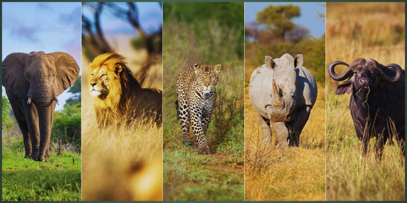 The Rarer Side of Hwange